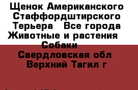 Щенок Американского Стаффордштирского Терьера - Все города Животные и растения » Собаки   . Свердловская обл.,Верхний Тагил г.